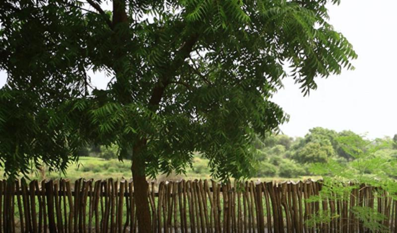 Yala Leopard Lodge Eksteriør billede